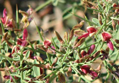 camelthorn